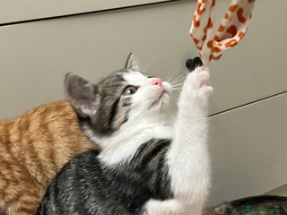 Mixed Breed cats for sale - Advert 1