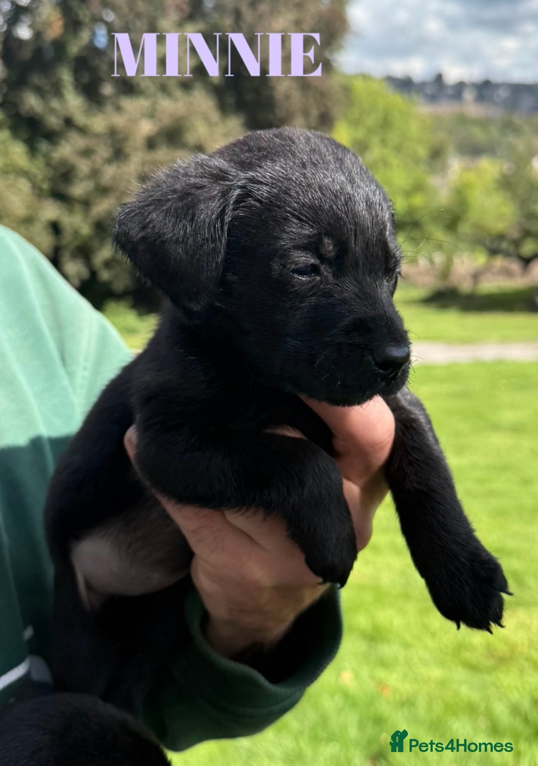 Labrador Retriever dogs for sale: Outstanding DRAKESHEAD working Labrador Puppies  - Image 13