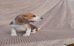 Beagle dogs for sale: Beagle puppy  - Image 4