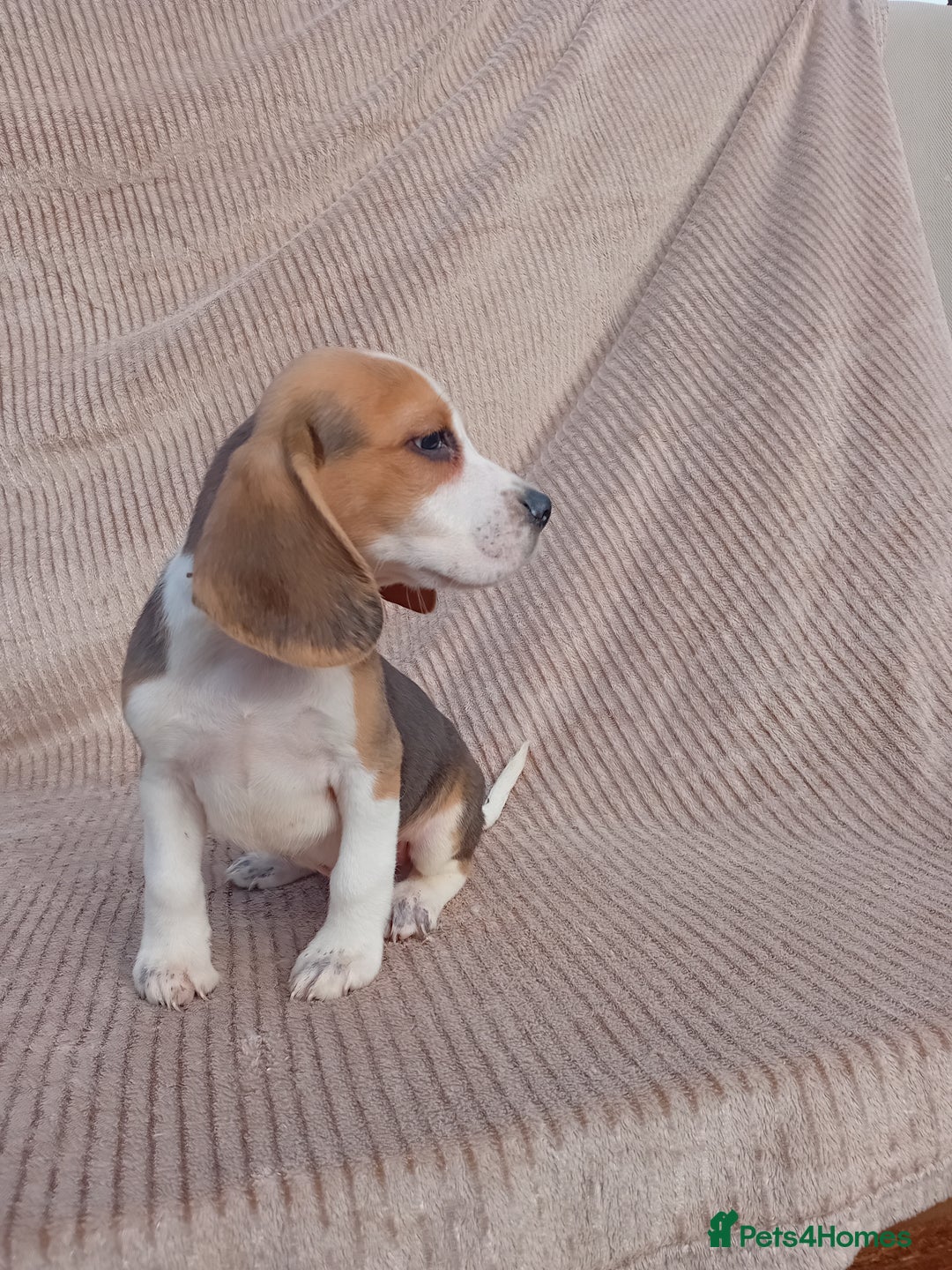 Beagle dogs for sale: Beagle puppy  - Image 4