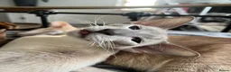 Siamese cats for sale: Siamese kittens - Advert 14