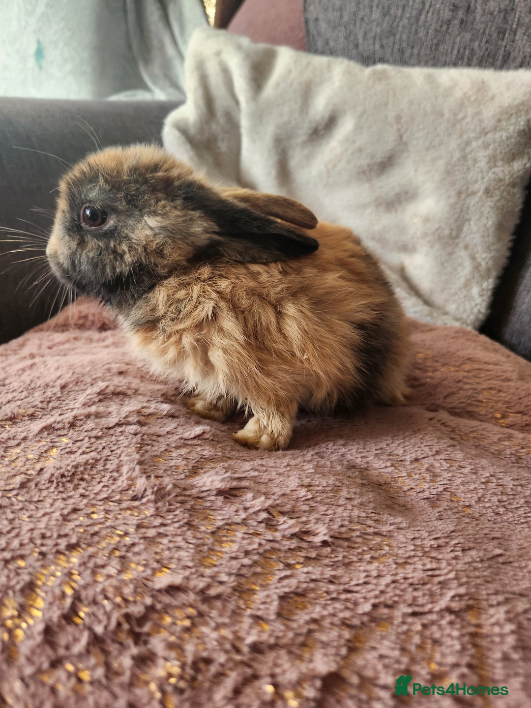 Lionhead rabbits for sale: Cute baby bunnies. Lionheads need a loving home.  - Advert 2