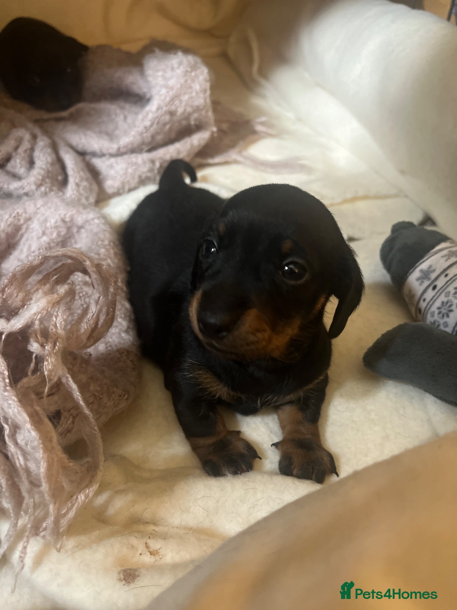 Dachshund dogs Beautiful Female Dachshund Puppies - Advert 1