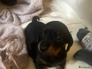 Dachshund dogs Beautiful Female Dachshund Puppies - Advert 1