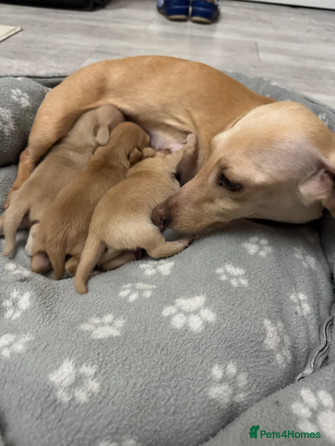 Miniature Dachshund dogs for sale: Cream mini dachshund puppies - Advert 12