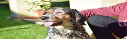 English Setter dogs for adoption: Carina - Advert 6