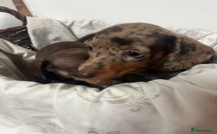 Dachshund dogs - Advert 1