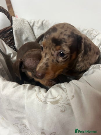 Dachshund dogs - Advert 1