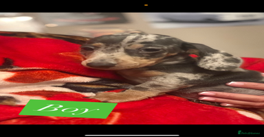 Miniature Dachshund dogs Miniature dachshund puppies for sale  - Advert 6