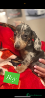 Miniature Dachshund dogs Miniature dachshund puppies for sale - Advert 6