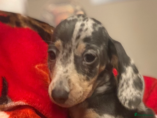 Miniature Dachshund dogs Miniature dachshund puppies for sale - Advert 12