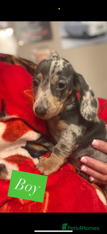 Miniature Dachshund dogs Miniature dachshund puppies for sale - Advert 13