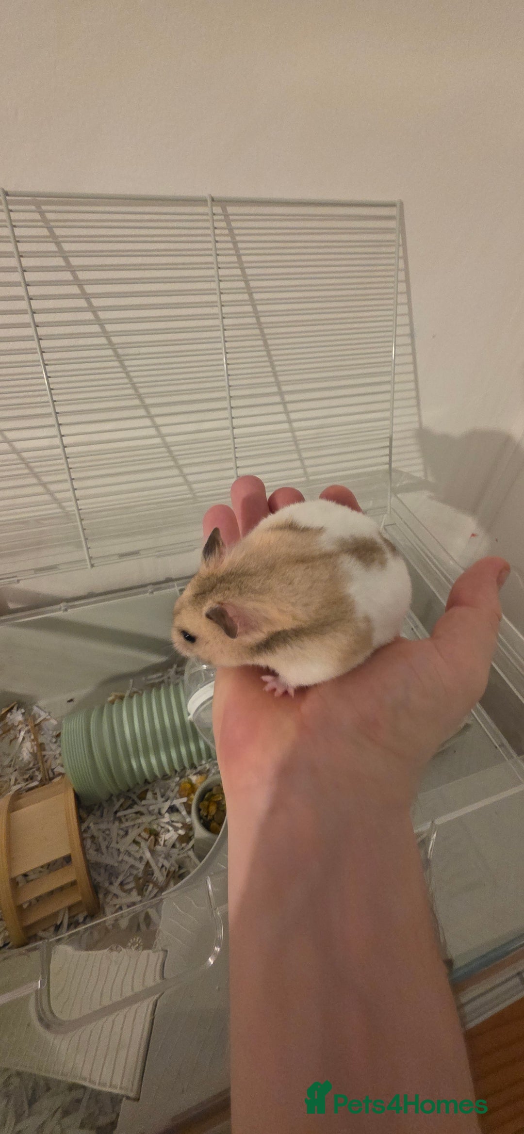 Hamster rodents for sale: Female baby Hamster  - Advert 4