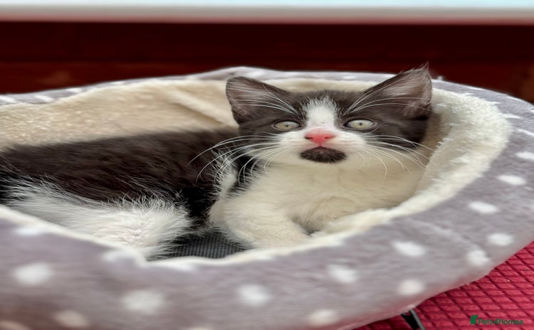 Mixed Breed cats - Advert 3