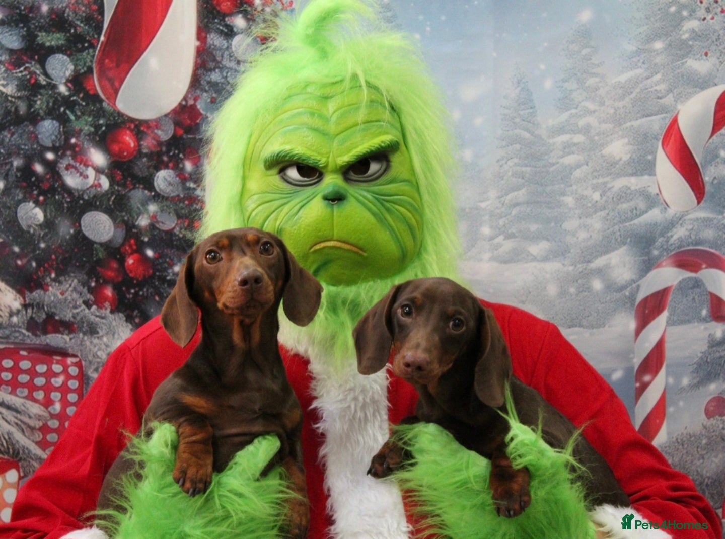 Miniature Dachshund dogs Mother and son to be homed as a PAIR only - Advert 1