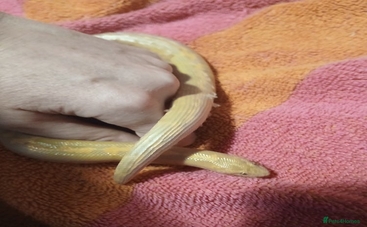 Snake reptiles Albino Sandboa and vivarium for sale - Advert 2