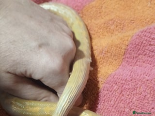 Snake reptiles for sale: Albino Sandboa and vivarium for sale - Advert 1