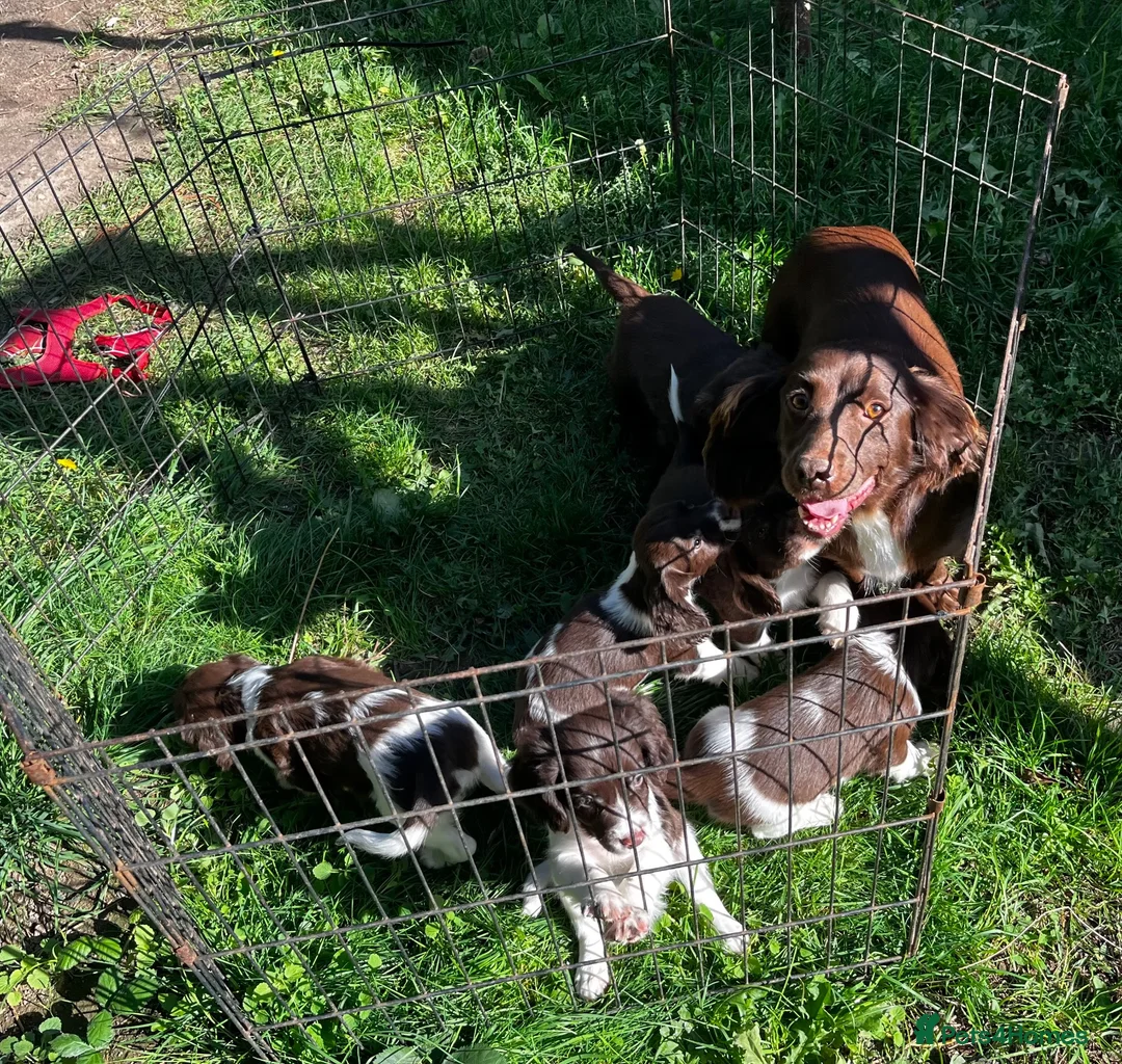 Cocker Spaniel dogs for sale: Cocker spaniel puppies - Advert 2