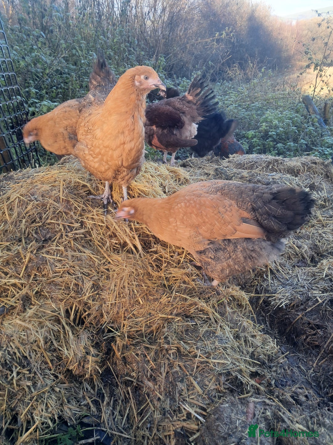 Chickens poultry for sale: POINT OF LAY PULLETS AVAILABLE  - Advert 14