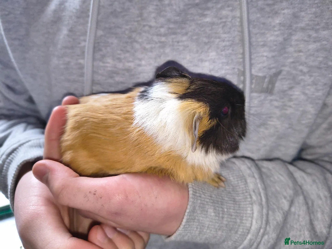 Guinea Pig rodents for sale: lovely guinea pig  in March - Advert 2