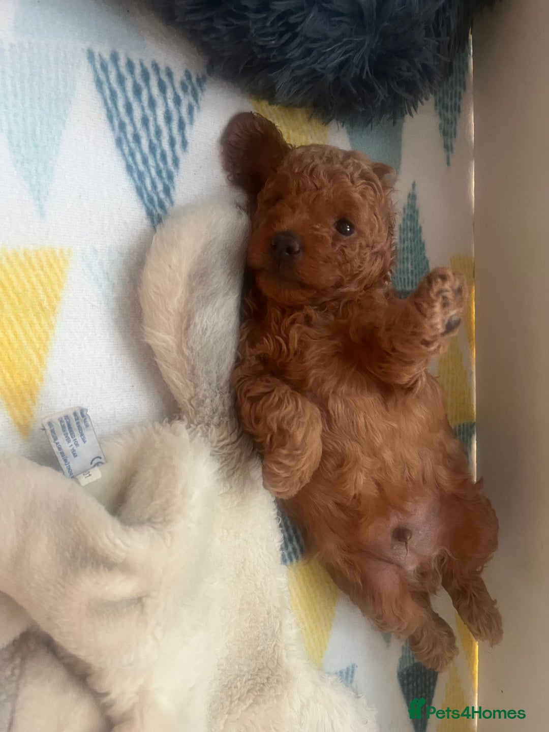 Cavapoochon dogs for sale: 1 male Cavapoochon for sale! - Image 6