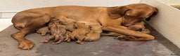 Hungarian Vizsla dogs for sale: Ready to leave KC Registered Vizsla Puppy  - Advert 14