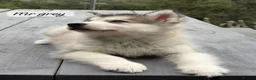 Alaskan Malamute dogs for sale: Champion Line KC Reg Alaskan Malamute Puppes    - Advert 12