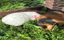 Guinea Pig rodents for sale: “4 Adorable Female Guinea Pigs with Hutch & Access - Image 8