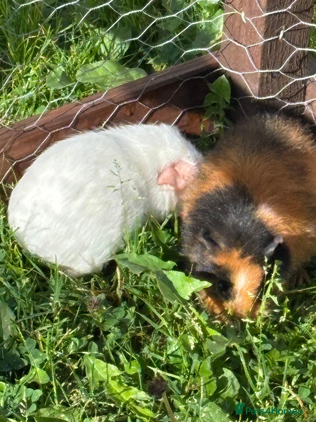 Guinea Pig rodents for sale: “4 Adorable Female Guinea Pigs with Hutch & Access - Image 8