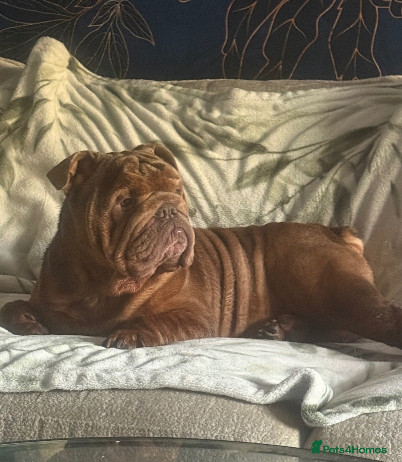 English Bulldog dogs Gorgeous rare full tan KC reg English bulldog - Advert 1