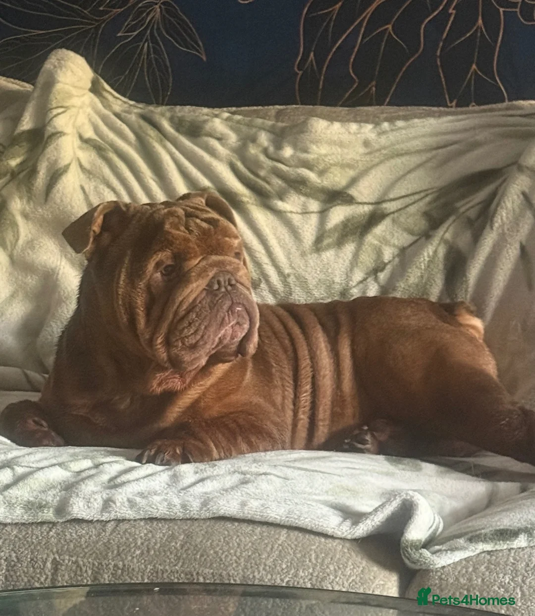 English Bulldog dogs for sale: Gorgeous rare full tan KC reg English bulldog - Advert 1
