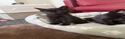 Bombay cats for sale: Beautiful Bombay x BSH Tuxedo Kittens - Advert 10