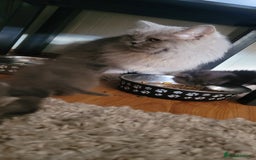 Scottish Fold cats for sale: 4 Scottish Fold kittens with mother - Image 1