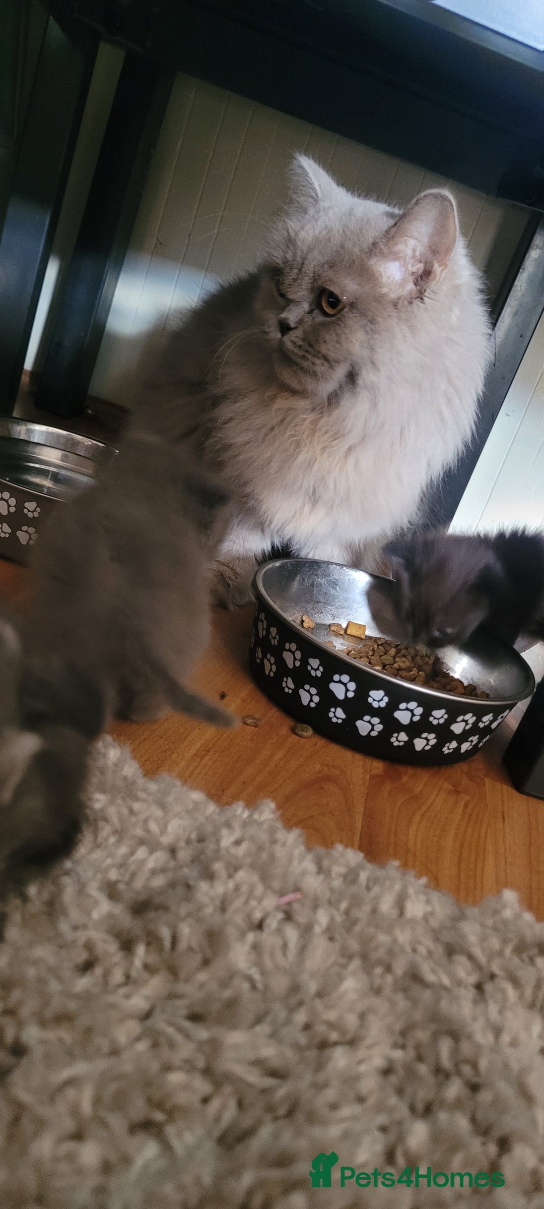 Scottish Fold cats for sale: 4 Scottish Fold kittens with mother - Image 1