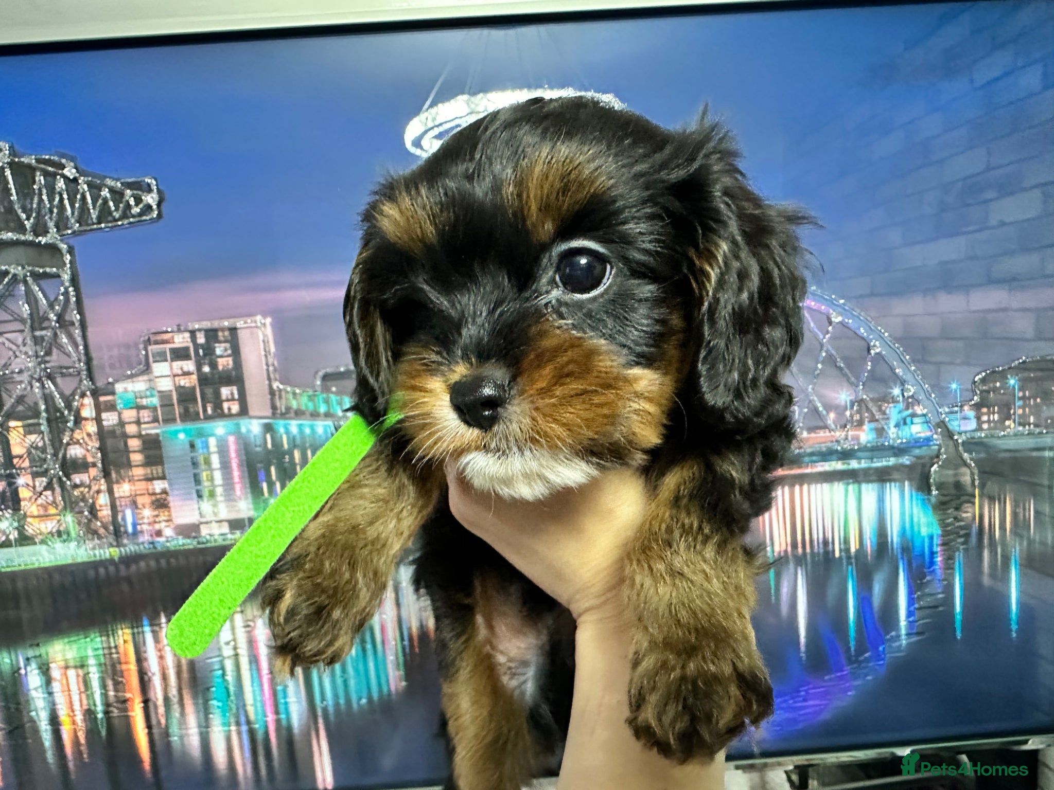 Cavapoo dogs Adorable F1B Cavapoo puppies - Advert 15