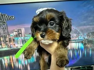 Cavapoo dogs Adorable F1B Cavapoo puppies - Advert 15