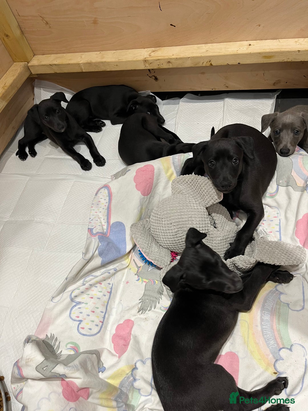 Whippet dogs for sale: 🐾 KC Registered Black Whippet Puppies 🐾 - Image 9