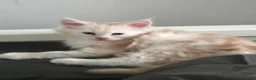 Maine Coon cats for sale: 🐾 Stunning Full Maine Coon Kittens 🐾 - Advert 8