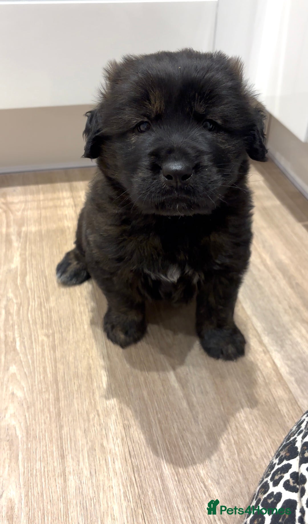 Mixed Breed dogs for sale: Golden retriever x Alaskan chow pup  - Advert 4