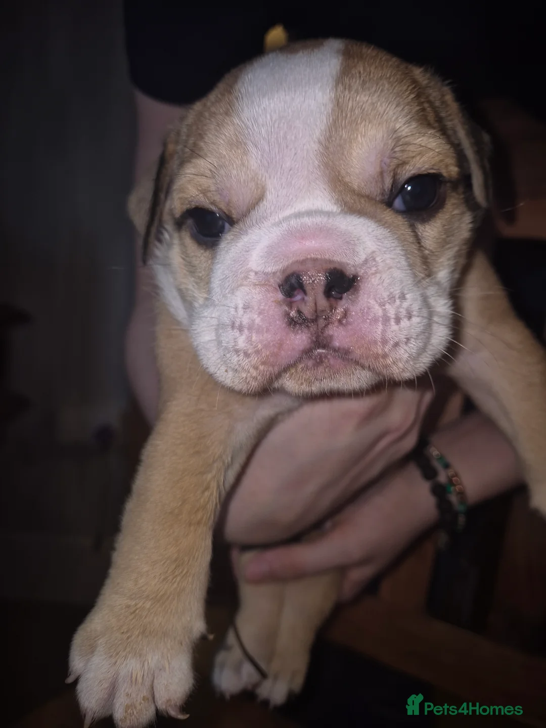 English Bulldog dogs for sale: Beautiful Red and White KC English Bulldog Puppies - Advert 7