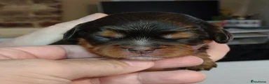 Cavalier King Charles Spaniel Puppy 4