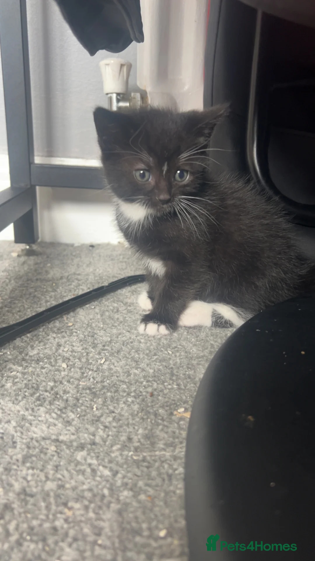 Mixed Breed cats for sale: Two male kittens available  in Cannock - Advert 4