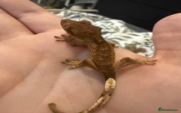Gecko reptiles for sale: High End Various Crested Geckos for Sale - Advert 9