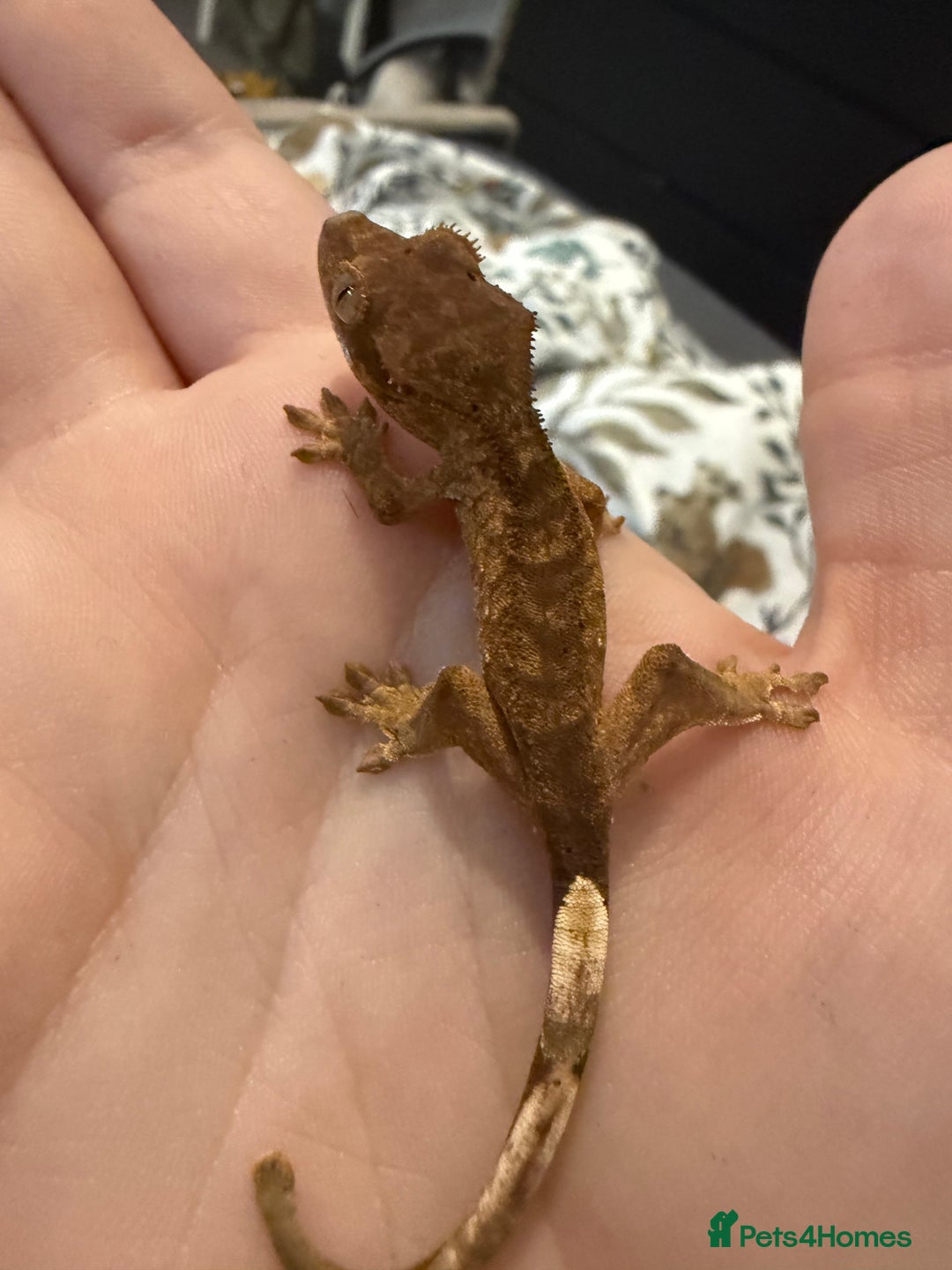 Gecko reptiles for sale: High End Various Crested Geckos for Sale - Advert 9