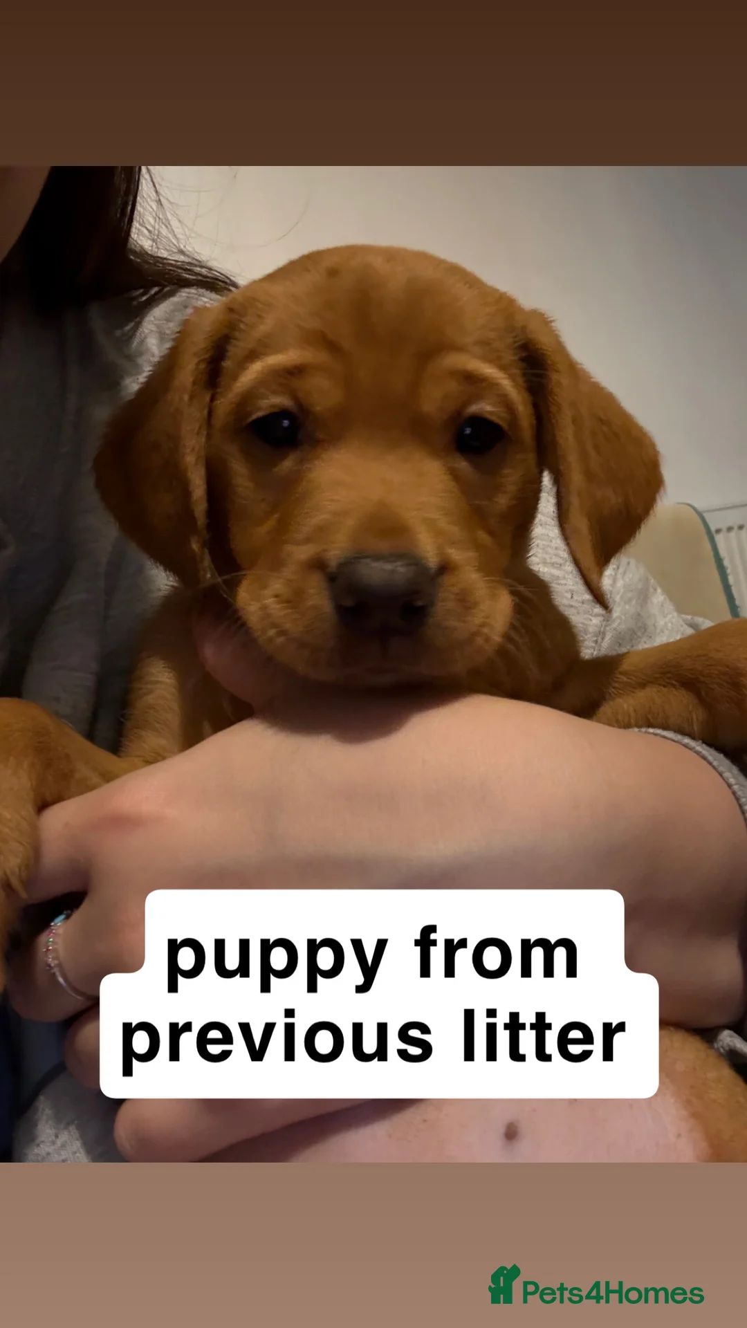 Labrador Retriever dogs for stud: 🌟 Kennel Club Registered Proven Labrador Stud 🌟 in Dundee - Advert 32