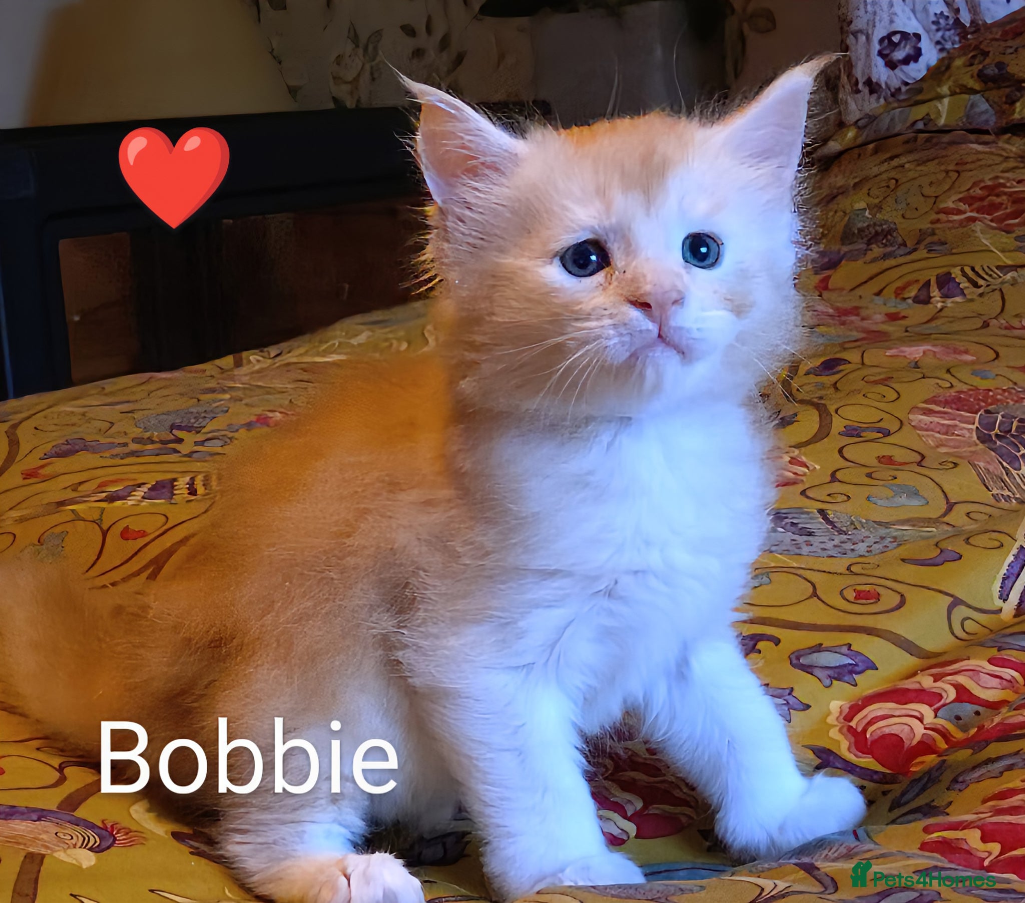 Maine Coon cats for sale: Maine coon boy kitten GCCF pedigree - Advert 10
