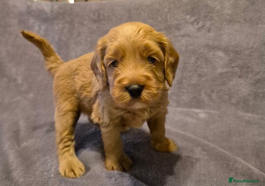 Cockapoo dogs for sale: READY NOW !! ONLY 3 COCKERPOO PUPPIES LEFT !!! in Alfreton - Image 12