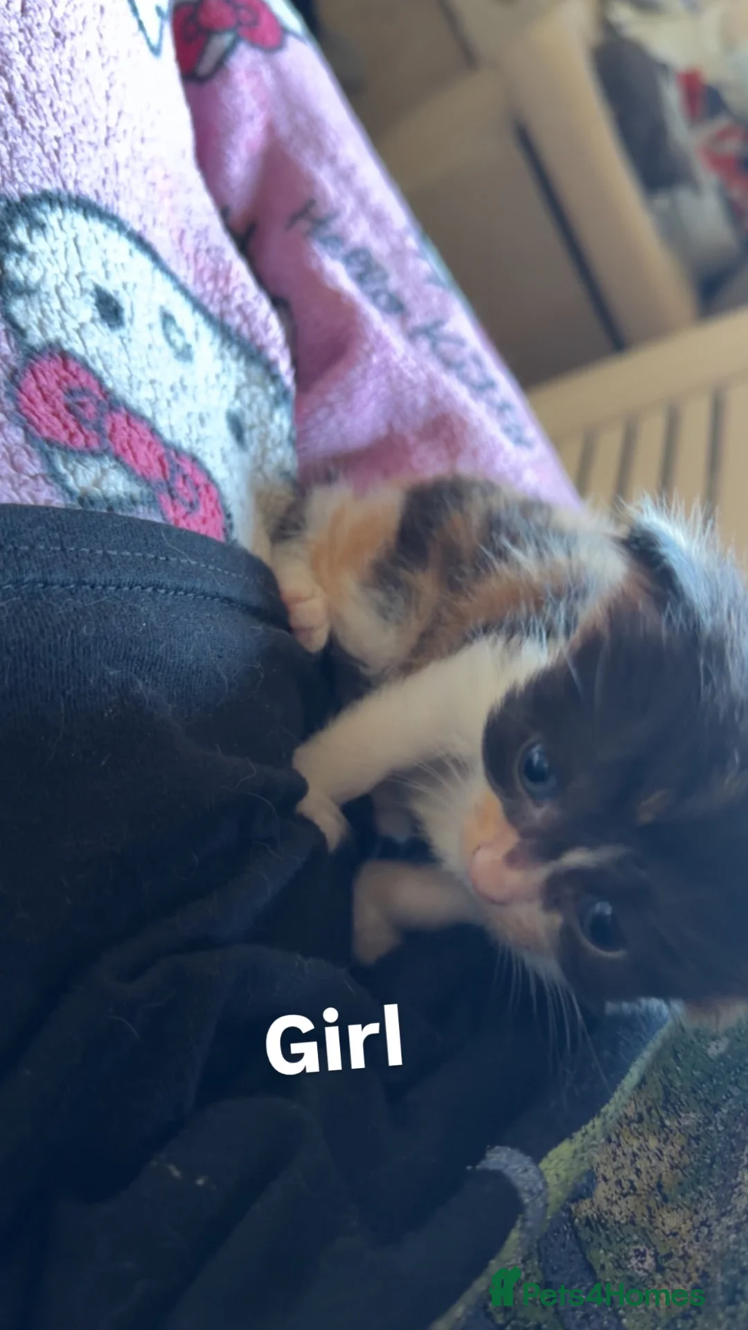 Mixed Breed cats for sale: 6 kittens looking for a forever home - Advert 9