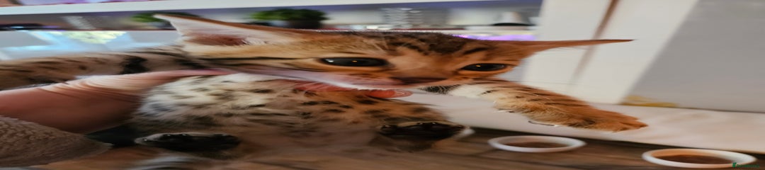 Bengal Kitten 3