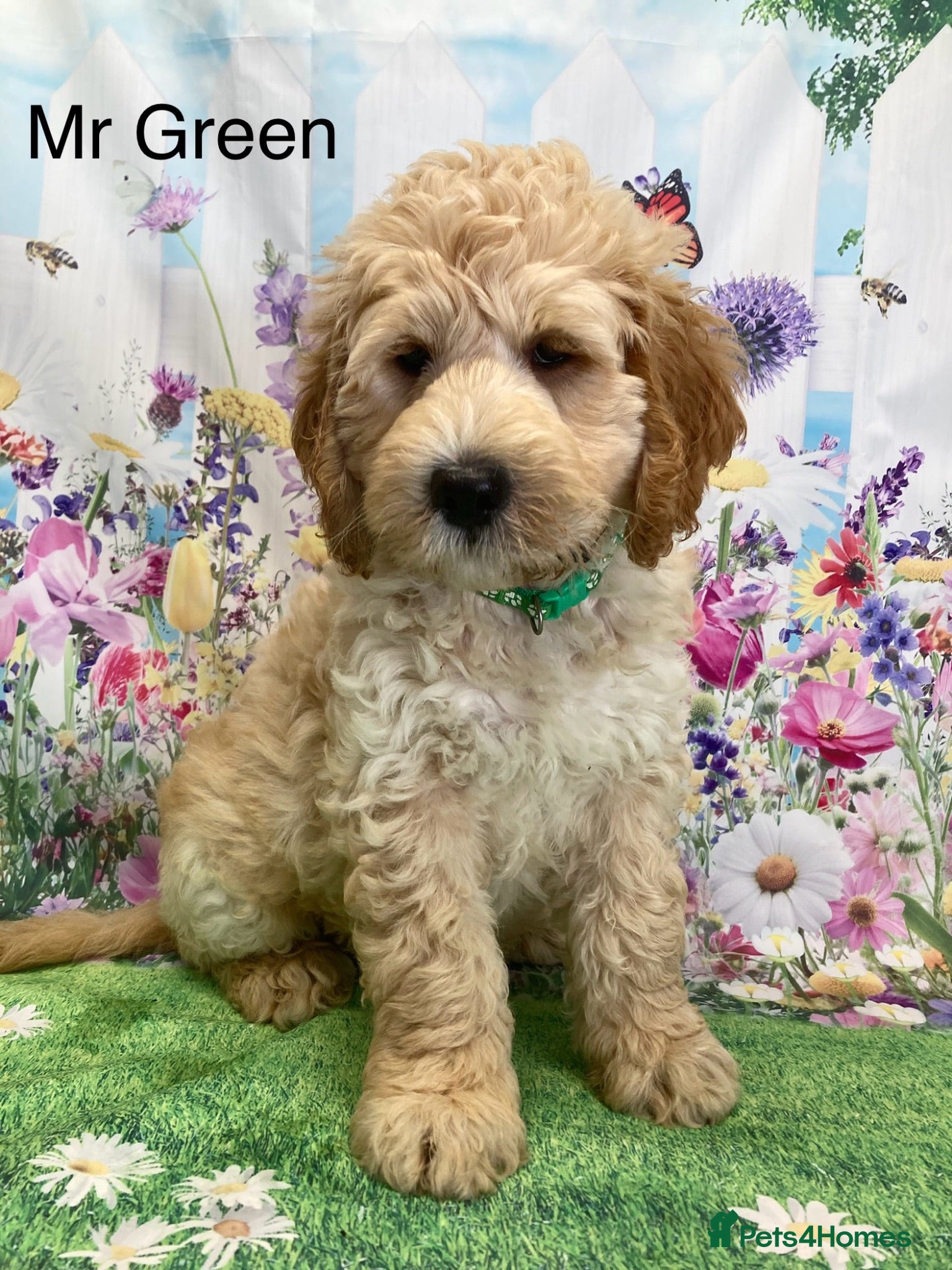 Labradoodle dogs Multigenerational Standard labradoodle puppies - Advert 2
